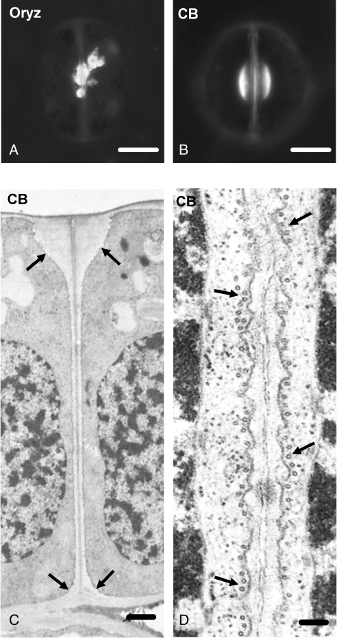 Fig. 10.