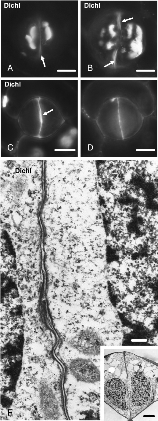 Fig. 9.