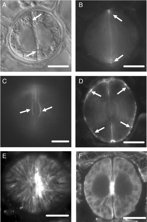 Fig. 11.