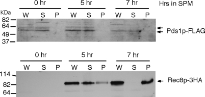 Figure 7.—