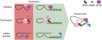 Graphical Abstract