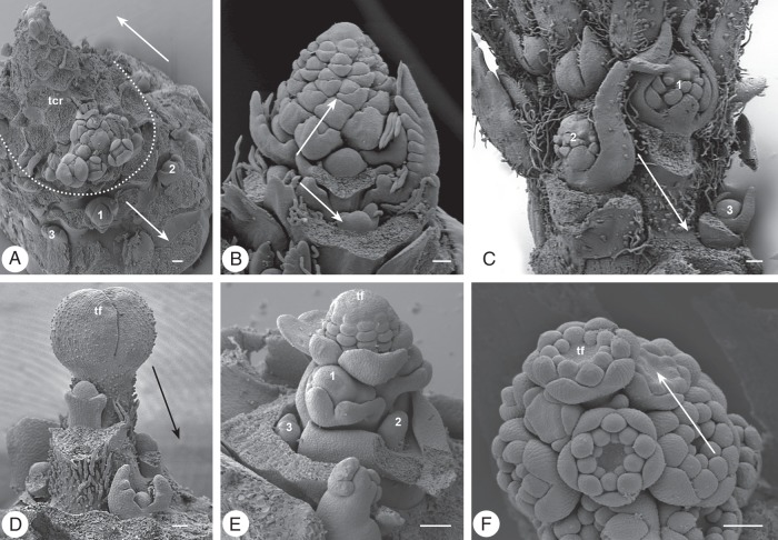 Fig. 9.