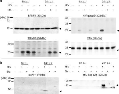 FIG. 7.