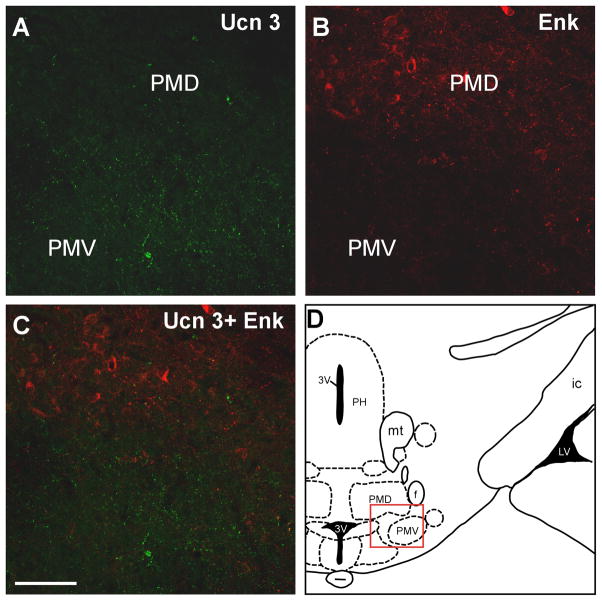 Fig. 12