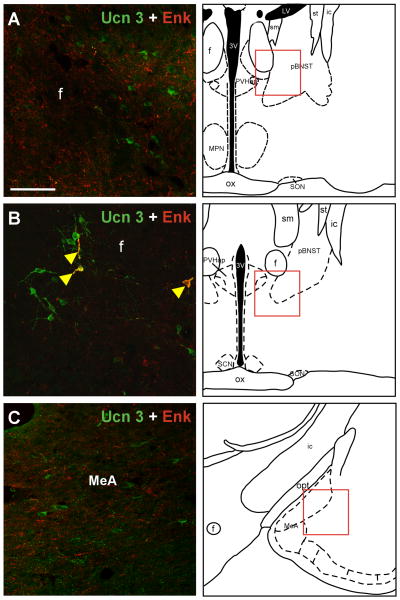 Fig. 9