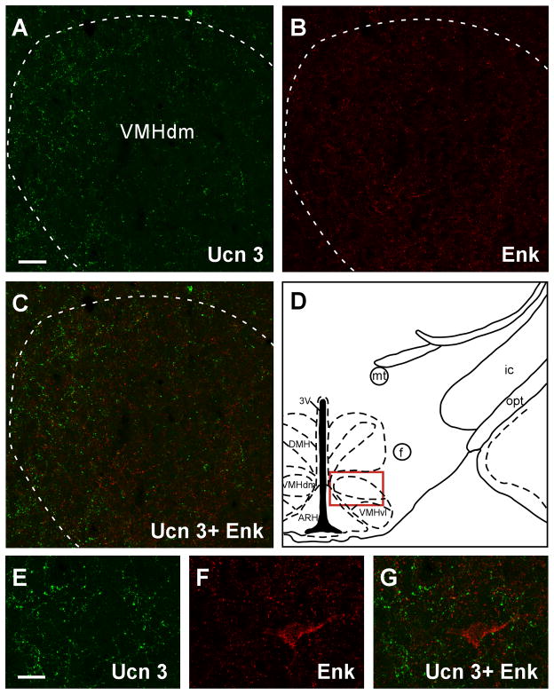 Fig. 11