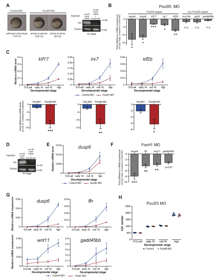 Figure 5—figure supplement 1.