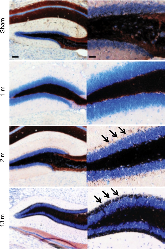 Figure 5a: