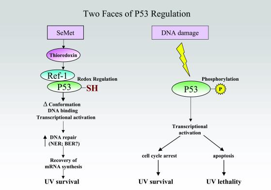 Fig 2.