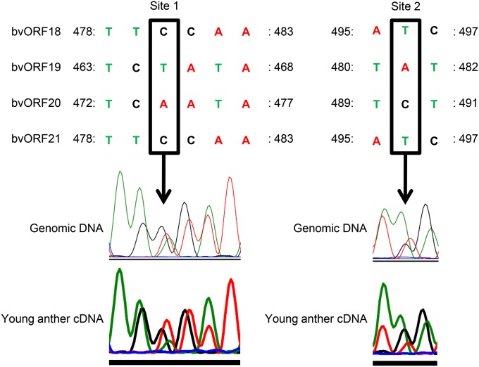 Figure 4 