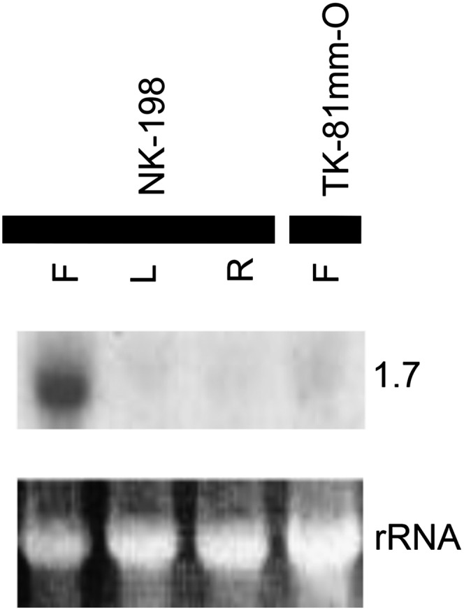 Figure 3 