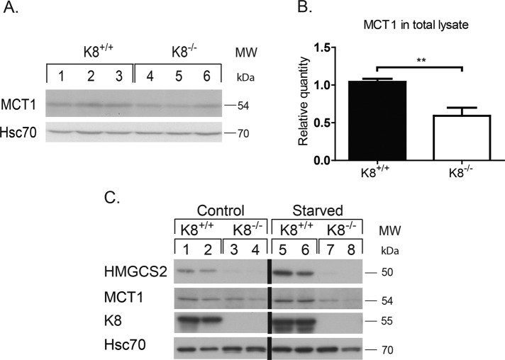 FIGURE 5: