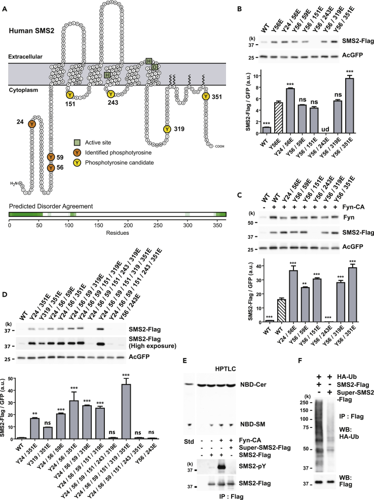 Figure 3