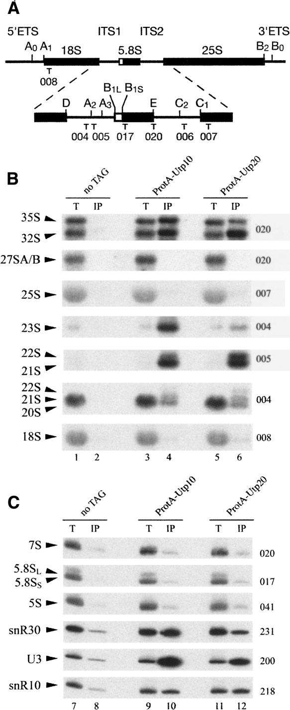 FIGURE 1.