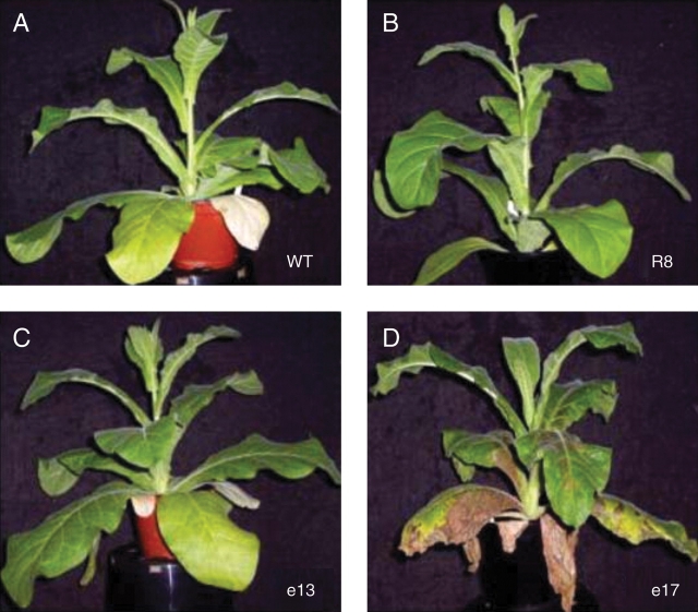 Fig. 2.