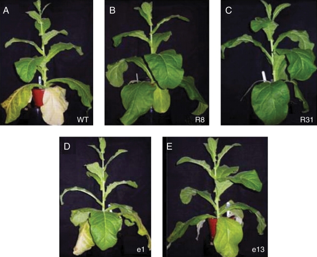 Fig. 3.