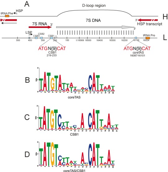 Regulation of DNA replication at the end of the mitochondrial D-loop ...