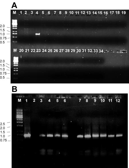 FIG. 2.