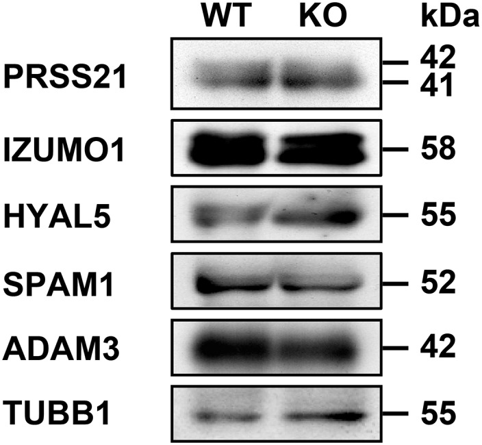 Fig. S6.