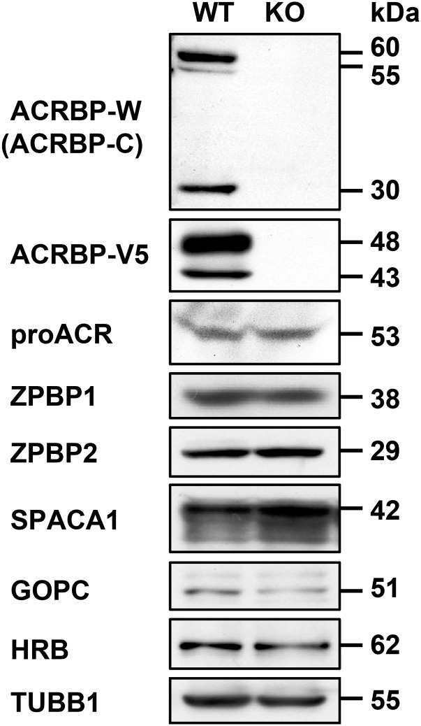 Fig. S3.