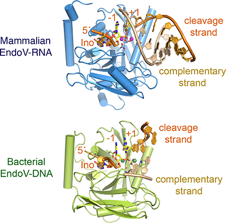 graphic file with name nihms-1536660-f0001.jpg