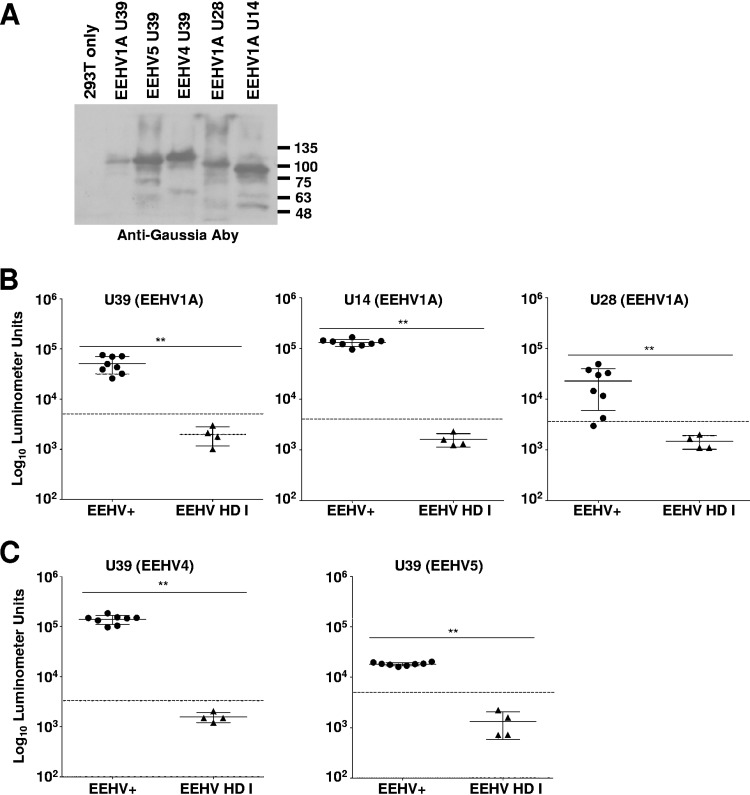 FIG 1