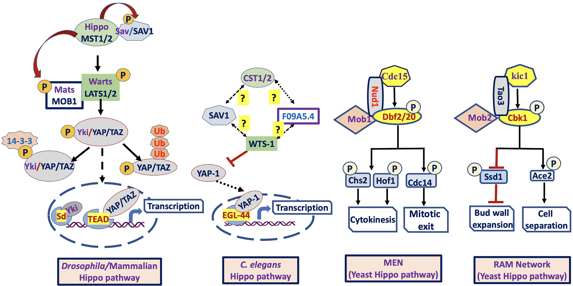 Figure 1: