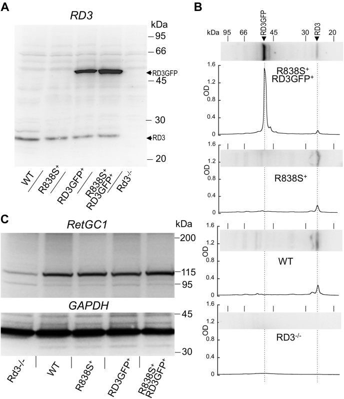 Figure 2