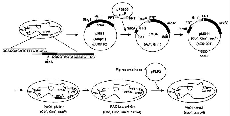 FIG. 1.