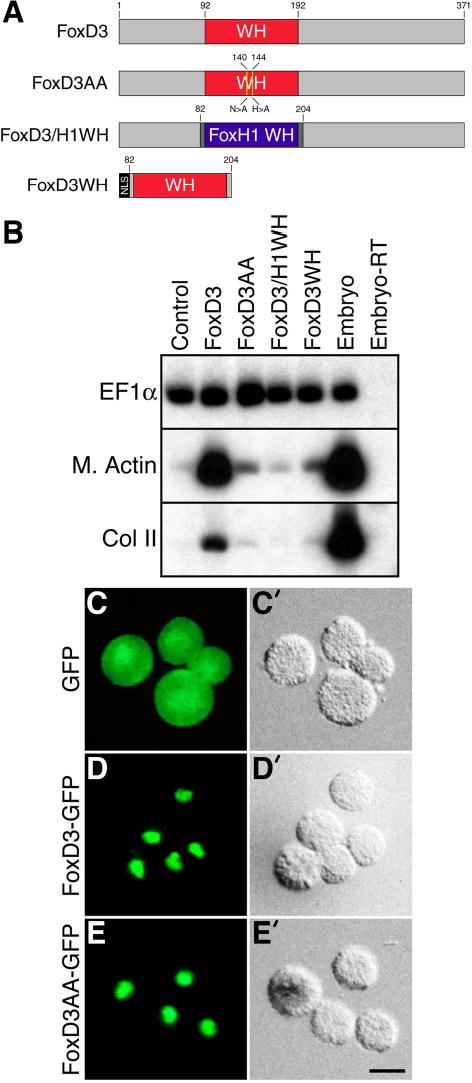 FIGURE 1