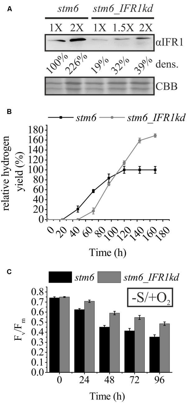 FIGURE 6