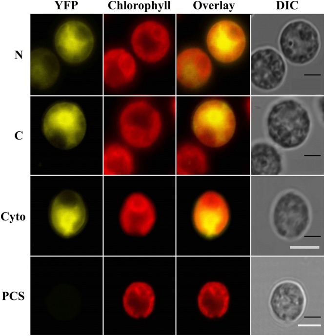 FIGURE 1