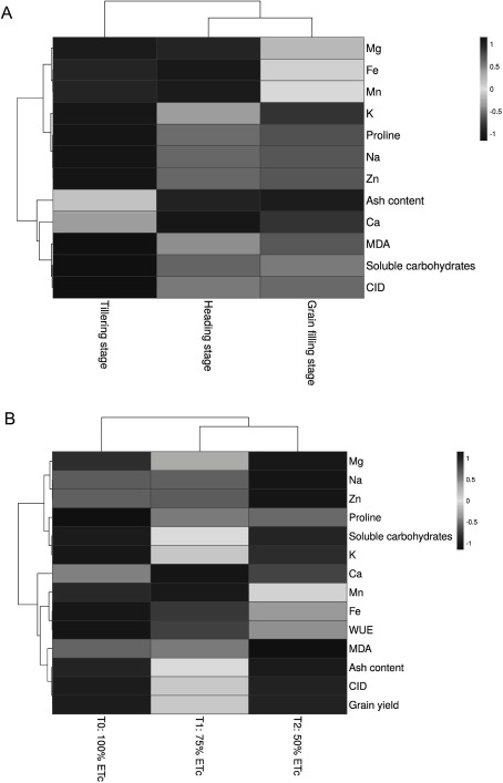 Figure 6. Hierarchical clustering analysis (HCA) for measured parameters of two barley landraces. The heatmap from HCA is based on the data from different growth stages (A) and deficient irrigation treatments with saline water (B), respectively.