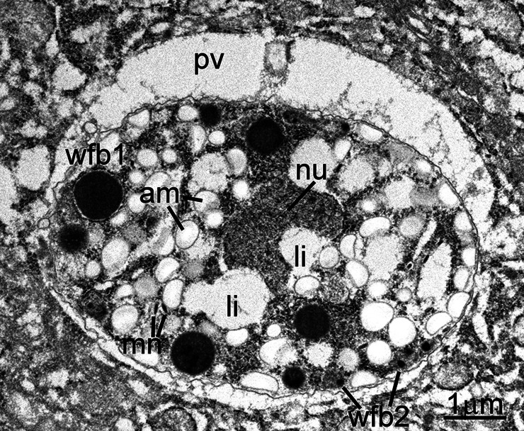 Fig. 10.