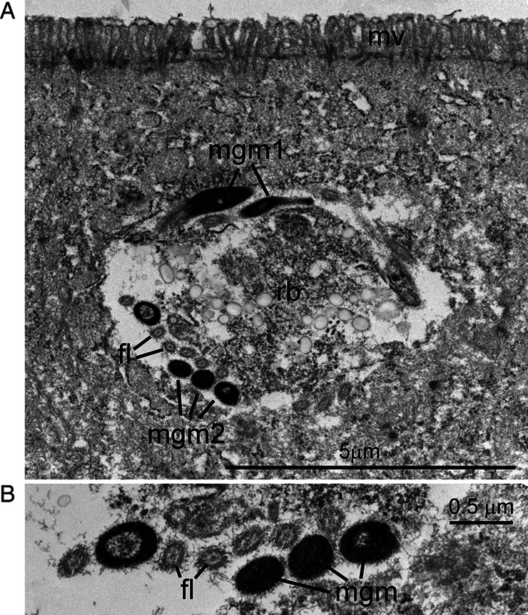 Fig. 8.