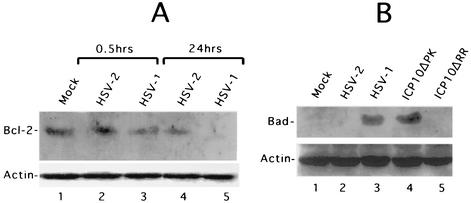 FIG. 8.