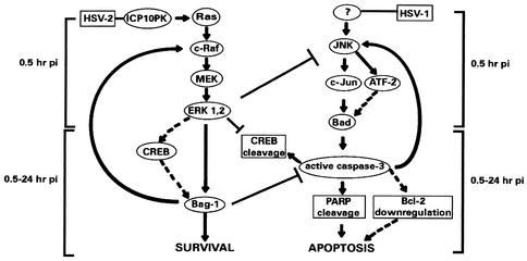 FIG. 12.