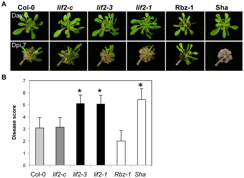 Figure 5