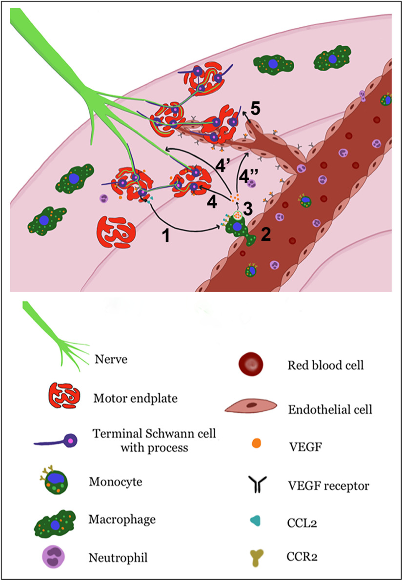 Figure 12.