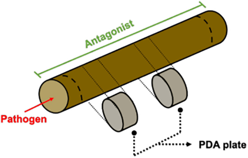 FIGURE 1