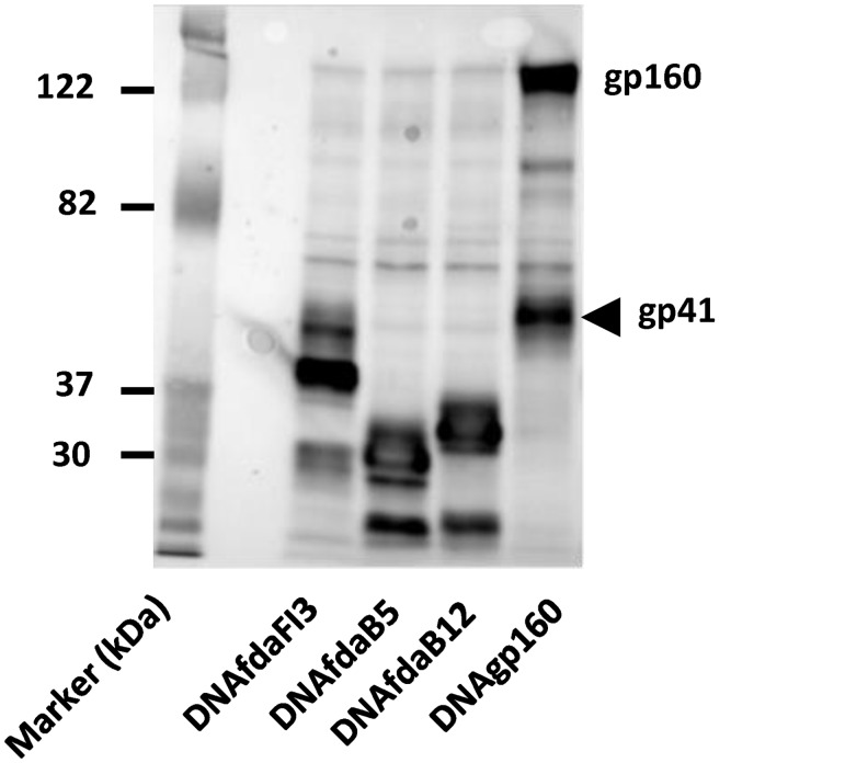 Fig 5