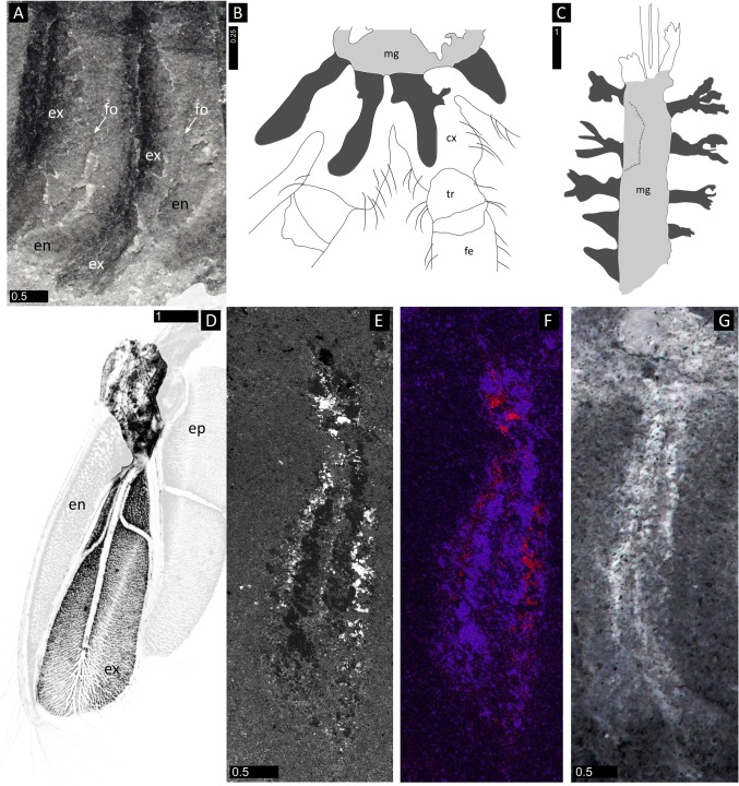 Fig 5