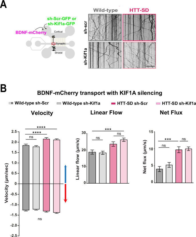 Figure 6—figure supplement 2.