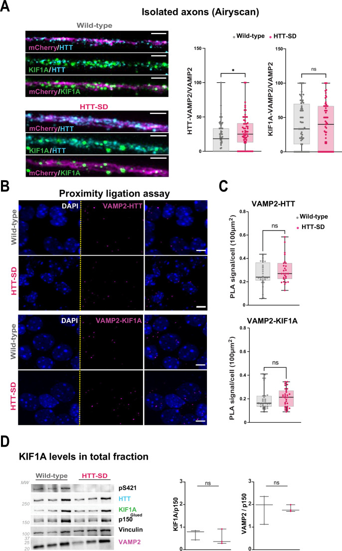 Figure 5—figure supplement 1.