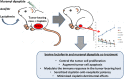Graphical Abstract