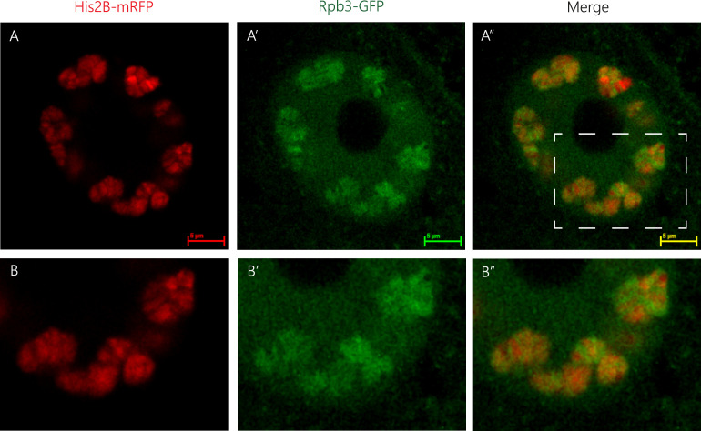 Appendix 1—figure 1.