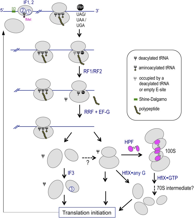 Fig. S7.