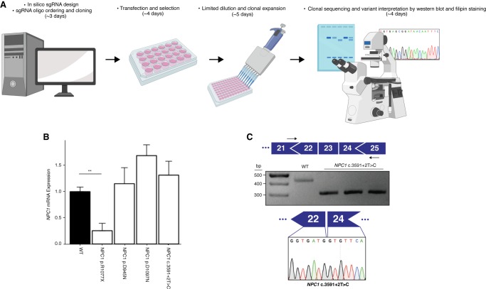 Figure 2.