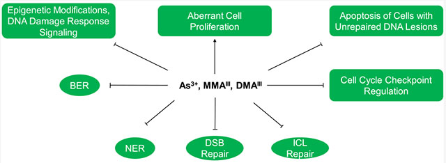 graphic file with name nihms-1558484-f0008.jpg