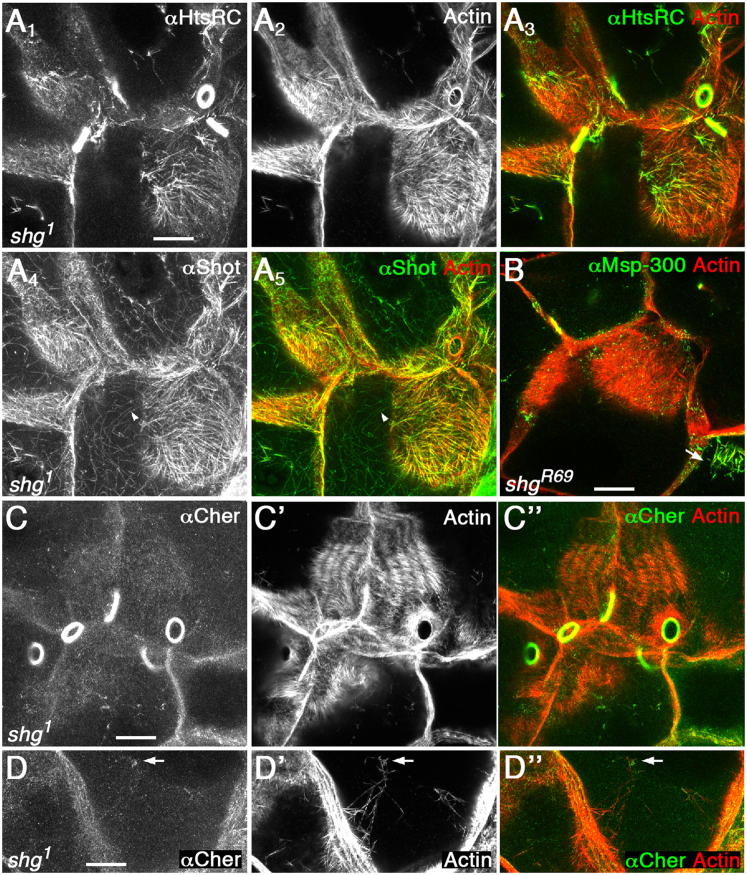 Figure 6